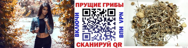 Псилоцибиновые грибы GOLDEN TEACHER  Купить закладки  Бабушкин 